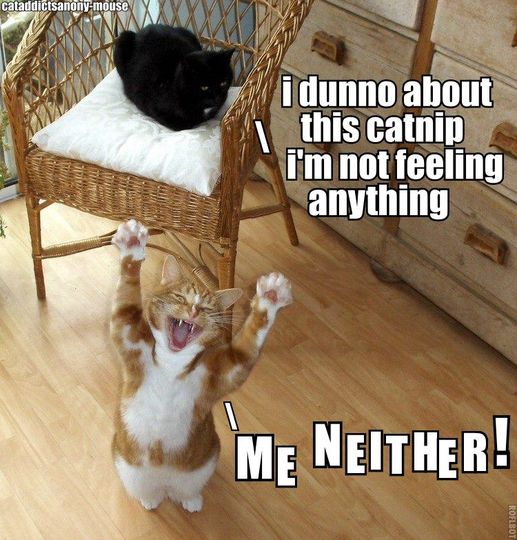 i dont know about this catnip.jpg