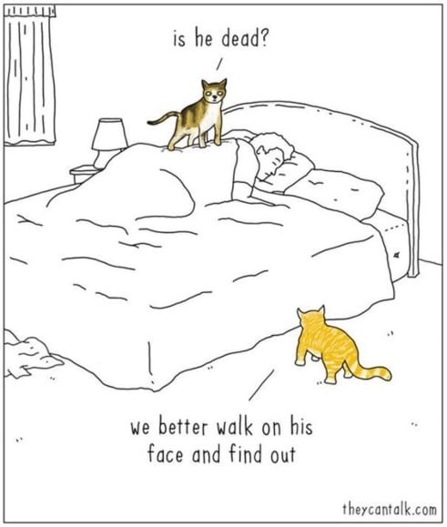 cats  is he dead  we better walk on his face and find out.jpg