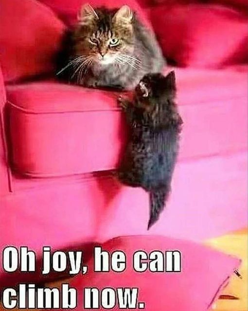 oh joy   he can climb now.jpg