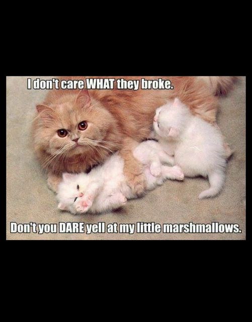 i dont care what they broke   dont yell at my little marshmallows.jpg