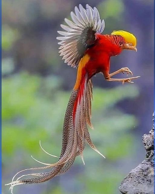 Golden Pheasant.jpg