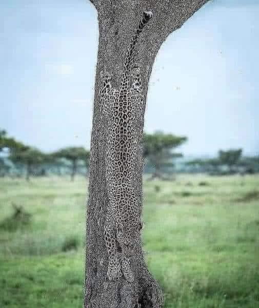 Fabulous camouflage.jpg