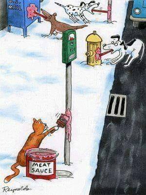 cat putting meat sauce on cold items.jpg