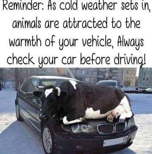 reminder  as cold weather sets in  animals are attracted to the heat of your vehicle.jpg