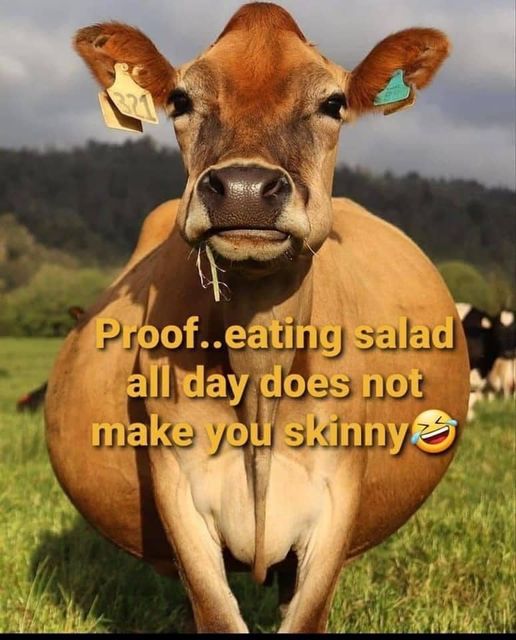 proof    eating salad all day does not make you skinny.jpg