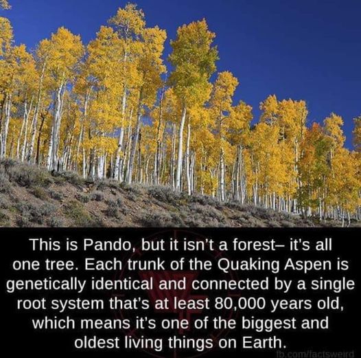 Pando tree  largest and oldest at 80k years old.jpg