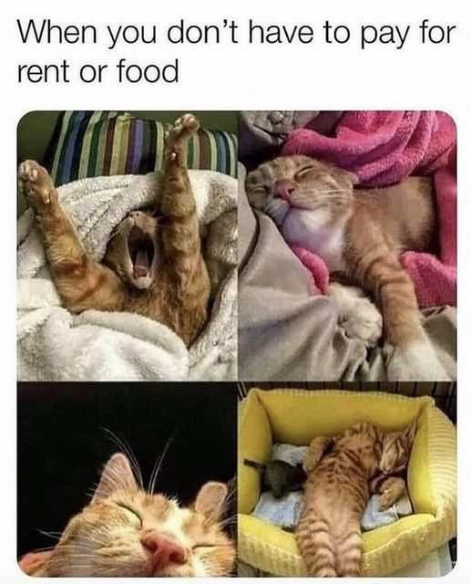 when you don't have to pay rent or food.jpg