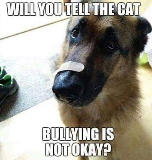 will you tell the cat  bullying is not okay.jpg