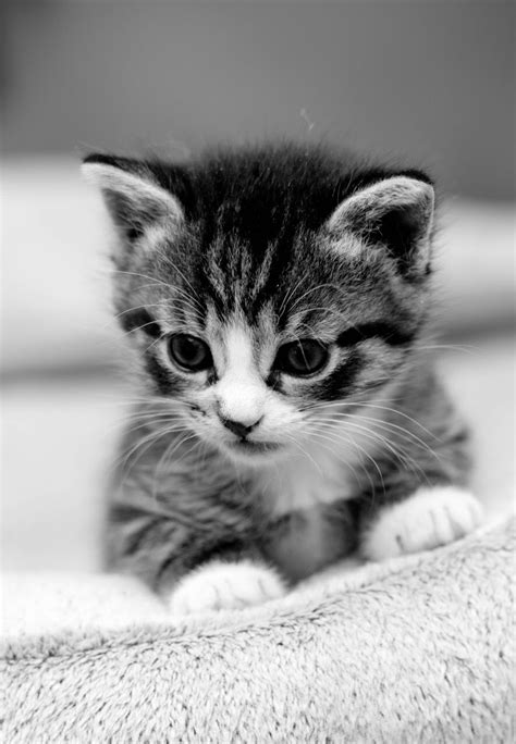 kitten.jpg