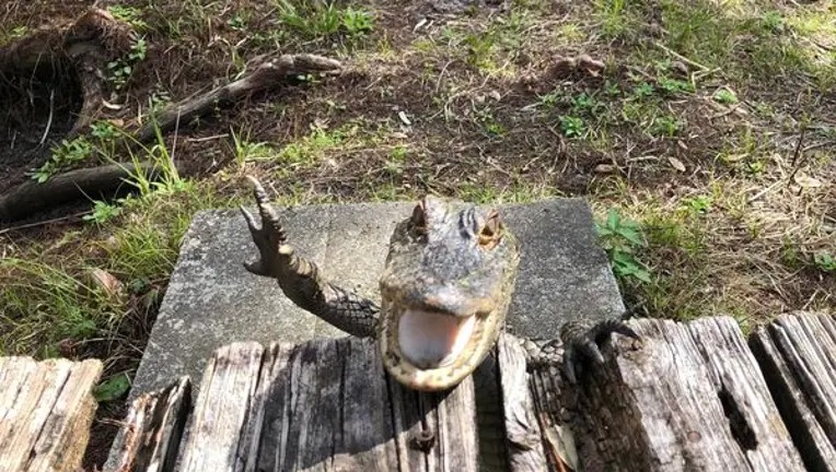 alligator  smiling and waving.jpg