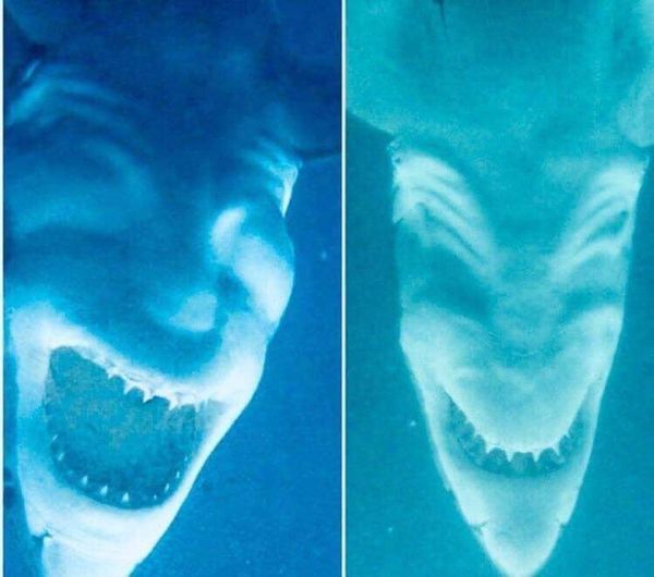 Sharks photographed upside down.jpg