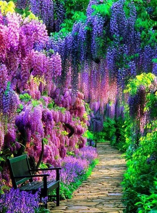 The Wisteria Tunnel.jpg