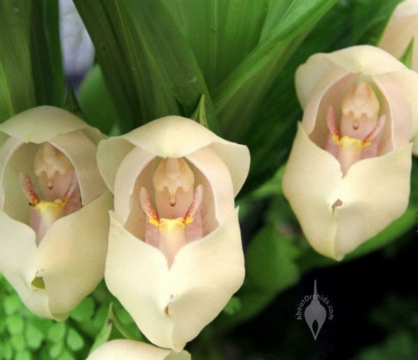 babys in orchid flower.png