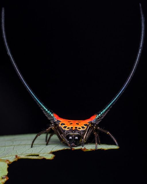Curved Spiny Spider (Gasteracantha arcuata) Spiny orb-weaver.jpg