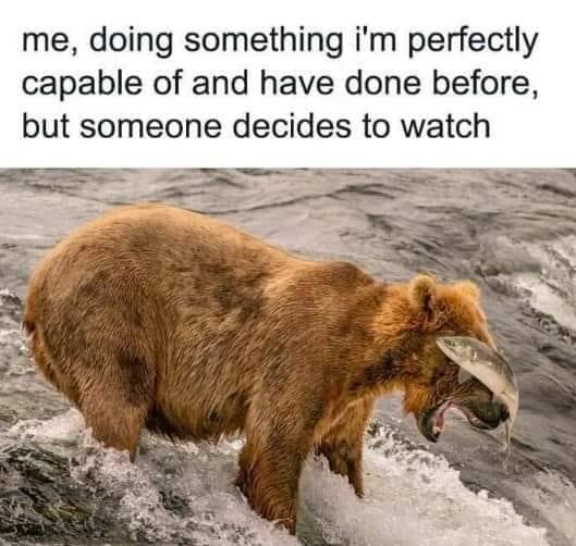 bear misses fish.jpg