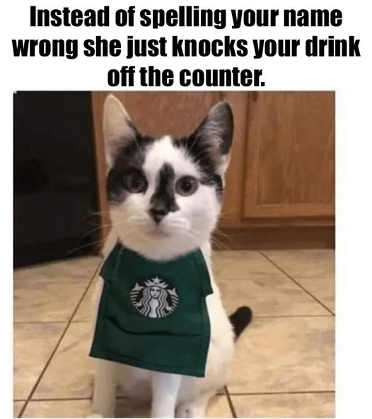 starsucks kitty.jpg