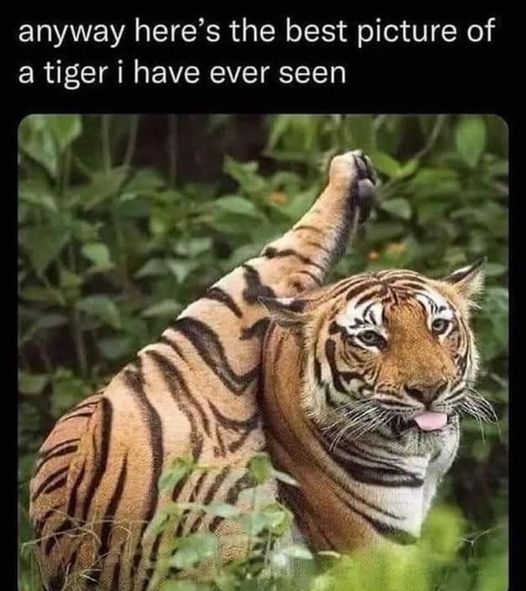 tiger.jpg