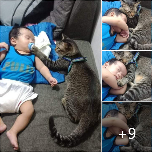 friendly cat is carefully and happily taking care of the baby.jpg
