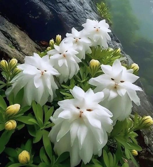 cat flowers.jpg