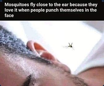 why mosquitoes fly close to the ear.jpg