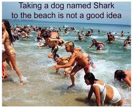 a dog named shark at the beach.jpg