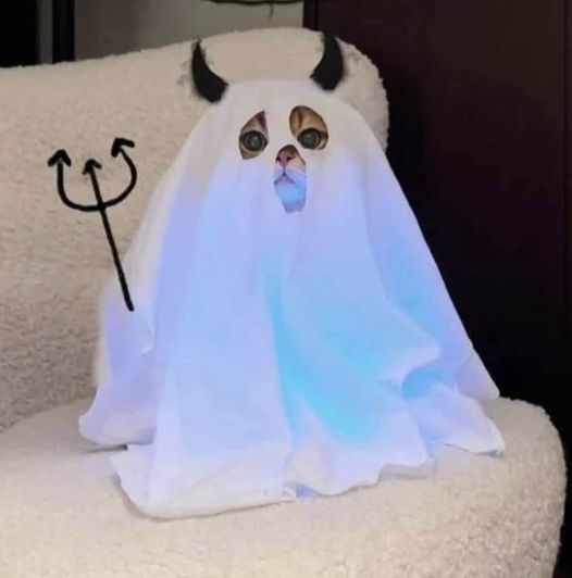 HAPPY CATOWEEN.jpg