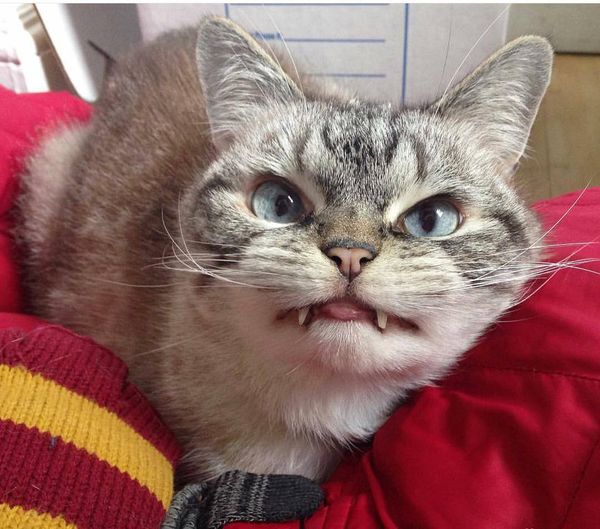 Count Catula.jpg