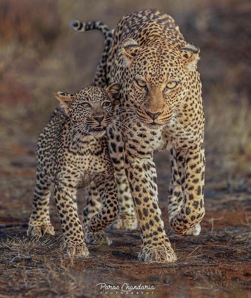 Leopard  with her Cub.jpg
