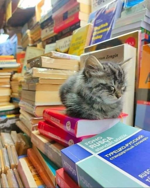 Cutest tiny librarian.jpg