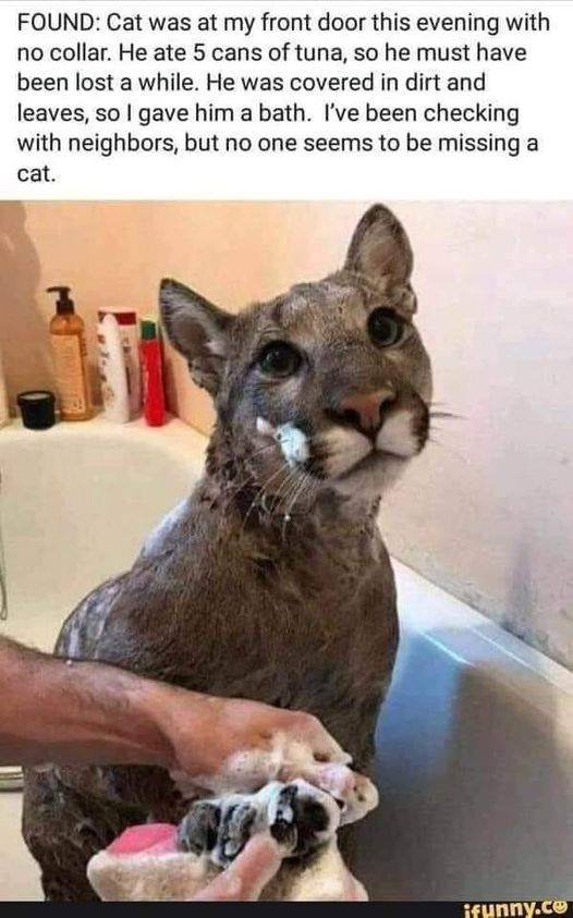 no one is missing a cat.jpg