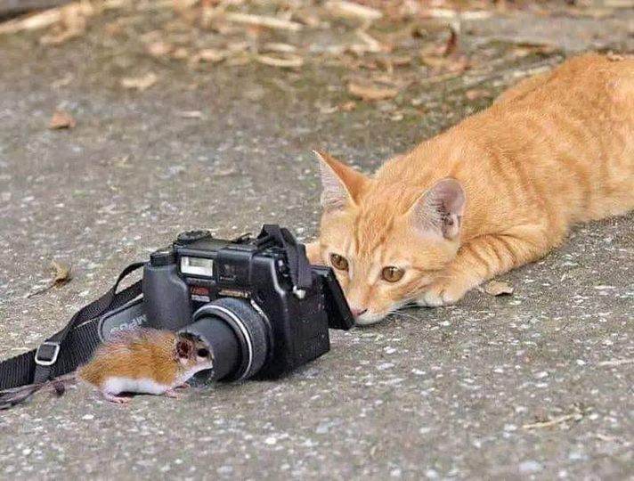 cat looking at mouse through a camera.jpg