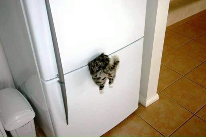 new refrigerator magnet.jpg