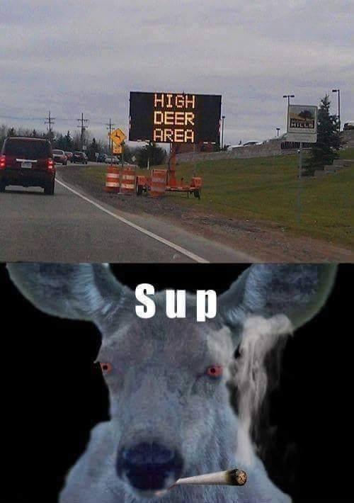 high deer area.jpg