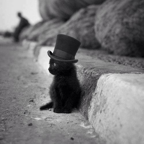 black kitten wearing a top hat.jpg