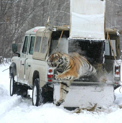 Releasing a Siberian Tiger into the Wild after medical Treatment.jpg