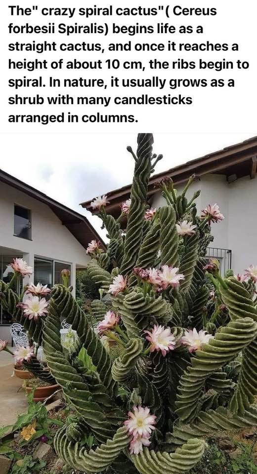 crazy spiral cactus.jpg
