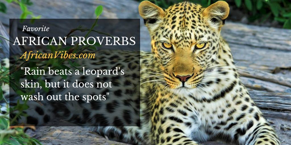 rain beats a leopards skin but it does not wash out the spots.jpg