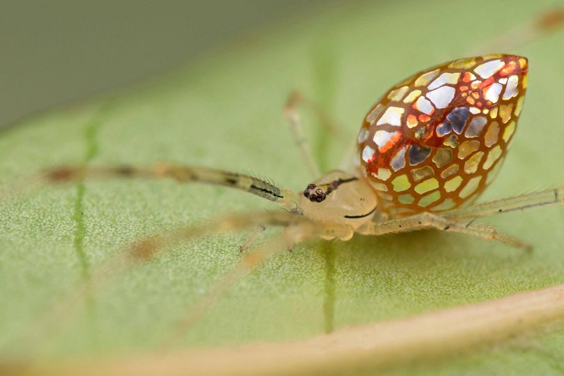 Australian stained-glass mirror spider.jpg