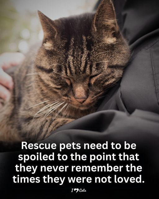 rescued pets deserve to be spoiled.jpg