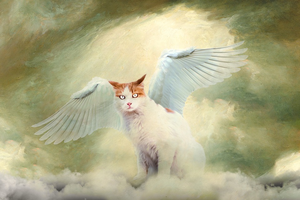 cat angel.jpg