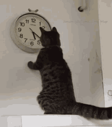 cat adjusting clock.gif