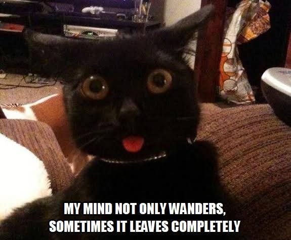cat  my mind not only wanders  sometimes it leaves completely.jpg