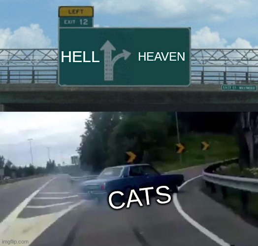 cats  hell  heaven.jpg