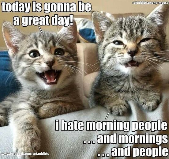 two kittens opinion about morning.jpg