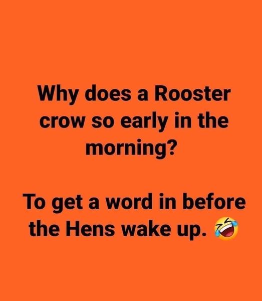 why a rooster crows early in the morning.jpg