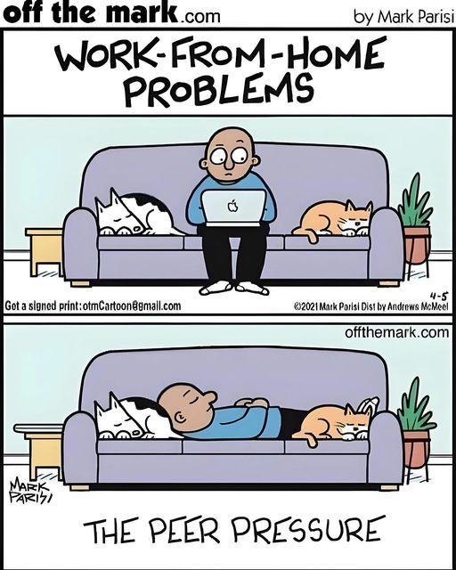 Cat Pressure.jpg