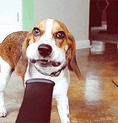 dog and hair dryer.gif