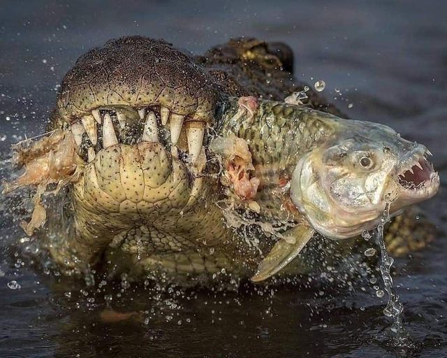 Crocodile and Tiger Fish.jpg
