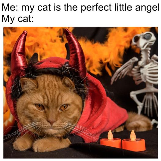 devil cat.jpg