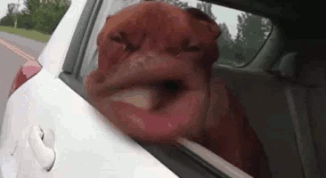dog mouth flapping.gif